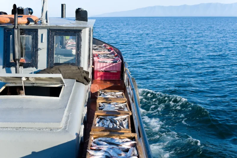 天草の恵みをそのままに
こだわり鮮魚のお造り